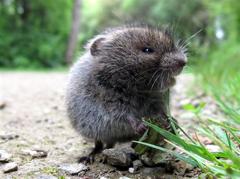 Meadow Voles